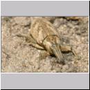 Cleonus piger - Distelgallenruessler 01a 13mm.jpg